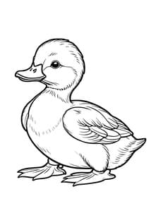 Baby Duckling with Fluffy Feathers coloring preview