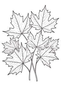 Free printable Autumn Maple Leaves Bouquet