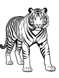 Bengal Tiger on the Prowl coloring preview