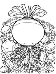Turnip with Exposed Roots coloring preview