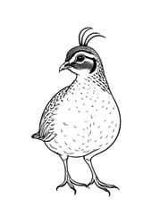 California Quail with Feathered Crest coloring preview