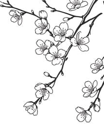Cherry Blossom Branch coloring preview