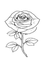 Rose Bloom on Stem