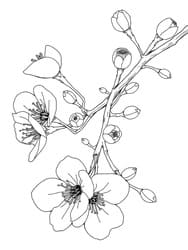 Delicate Cherry Blossom Branch