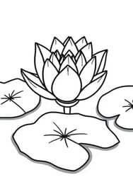 Lotus Flower on Water Lily Leaves