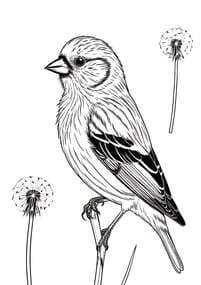 Finch with Dandelion Seeds coloring preview