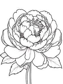 Full-Bloom Peony Flower coloring preview