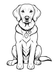 Golden Retriever with Tag Collar coloring preview