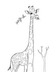 Giraffe Eating Leaf