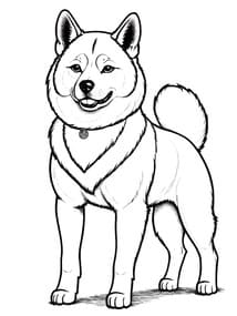 Shiba Inu Dog with Collar coloring preview