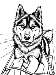 Husky in Harness with Sled coloring preview