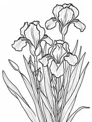 Purple Irises in Buds coloring preview