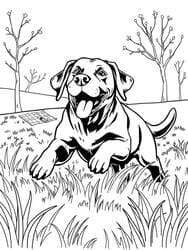 Labrador Running in Grass