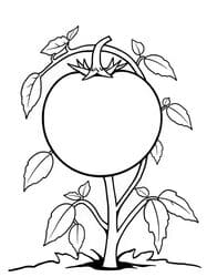 Juicy Tomato on Vine coloring preview