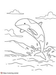 Orca Whale