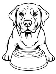 Labrador with Water Bowl coloring preview