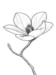 Magnolia Bloom with Bud coloring preview