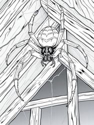 Spider in Cobwebbed Loft coloring preview