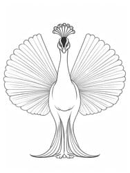 Peacock in Full Tail Fan Display coloring preview