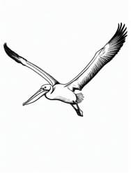 Pelican Gliding with Pouch Bill coloring preview