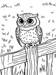 Owl with Big Eyes on Post coloring preview