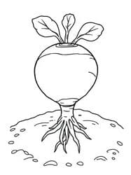 Radish with Green Leaves coloring preview