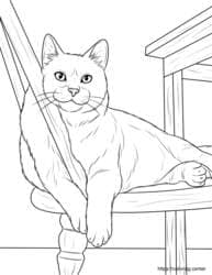 Cat on Chair