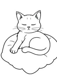 Sleeping Cat on Pillow