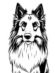 Sheltie with Long Fur coloring preview