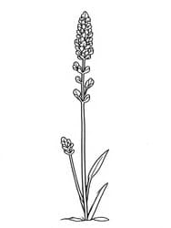 Lavender Bloom with Buds and Leaves coloring preview