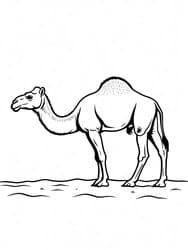 Camel Standing in Dunes coloring preview