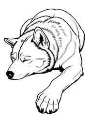Sleeping Husky coloring preview