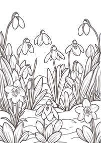 Snowdrop Flowers in Bloom coloring preview
