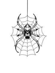 Spider on Web