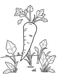 Tapered Carrot with Tops coloring preview