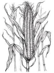 Corn Stalks with Husks coloring preview