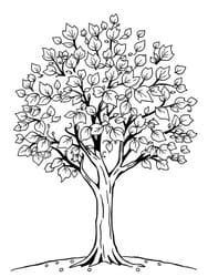 Maple Tree in Full Fall Foliage coloring preview