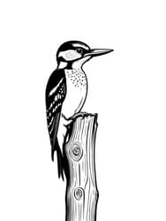 Woodpecker Drilling on Tree Stump coloring preview